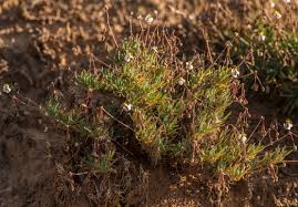 Image result for Hypertelis