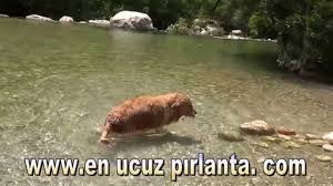 Yazılı i̇smini kanyon içinde ki kayaların üzerinde bulunan rekreasyon i̇mkanları. Isparta Yazili Kanyon Hayvanlar Alemi Sutculer Antalyaya Yakin Piknik Alani Doga Harikasi Youtube