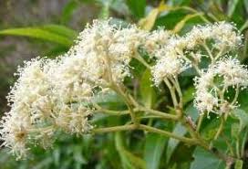 Image result for Nuxia