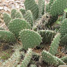 Flowers and fruit of each cactus are shown and a few interesting facts are given about each one. Prickly Pear Cactus Opuntia Polyacantha In Richmond Fairfax Loudoun Prince William Fredericks Virginia Va At Meadows Farms Nurseries