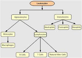 Leukocytes White Blood Cells Hematology White Blood