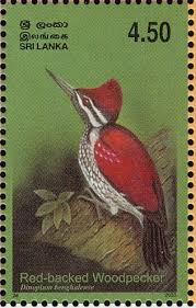 Black Rumped Flameback Stamps Mainly Images Gallery Format Avec Images Timbre Poste La Poste