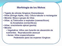 Profesora asistente, sección de dermatología y cirugía dermatológica, departamento de. Generalidades De Hongos Generalidades Reino Fungi Clulas Eucariotas