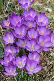 19 Early Blooming Spring Flowers For Your Garden Better Homes Gardens
