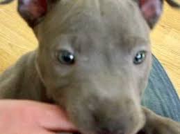 The american staffordshire terrier is a loving, loyal, playful dog that loves to spend time with human family members. Blue American Staff Bleu Youtube