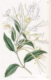 V 15 1829 Edwards S Botanical Register Biodiversity Heritage Library Honeysuckle Tattoo Botanical Drawings Flower Drawing