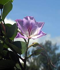 Image result for Bauhinia variegata