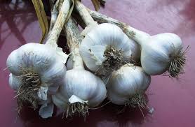 I have heard that you want to buy local garlic so you have a guarantee it grows in your climate. How To Grow Great Garlic Small Footprint Family