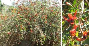 Image result for Ruttya fruticosa