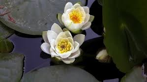 Image result for Nymphaeaceae