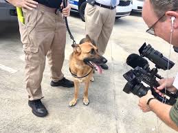 Brennan and tutti's trainer, maggie macgregor, both believe that he is the best cadaver dog in the world. Maggie The St Tammany Coroner S Office S New Cadaver Dog Just Wants To Play Archive Nola Com