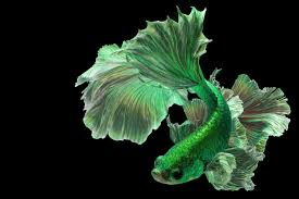 The betta fish is probably the second most popular fish kept, after goldfish. Green Betta Fish A Rare Shade Of The Basic Breed
