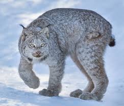 Wild Lynx In Riding Mountain National Park Big Cat Family Jungle Cat World Cat Lover Quote