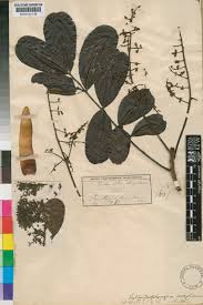 Image result for Entandrophragma delevoyi