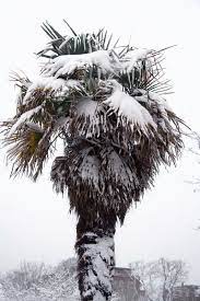 Winter Protection For Palms How To Wrap Palm Trees For Winter