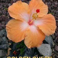 Golden Queen Hibiscus Plant Hibiscus Flowers
