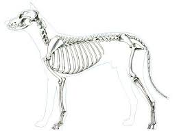 Upload, livestream, and create your own videos, all in hd. Drawing Of A Dog Skeleton Novocom Top