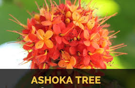 Check spelling or type a new query. Ashoka Tree Facts And Health Benefits