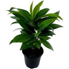 Image result for Ardisia