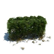 All Season Hedge 3d Model Hedges 3d Model Plants