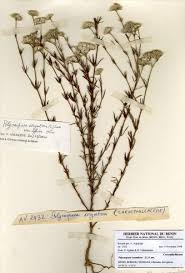 Image result for Polycarpaea corymbosa