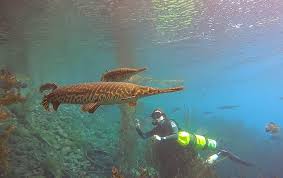Sport & recreation · san marcos, tx, united states. Diving With Some Absolute Beauts Spotted Gar And Offspring At The Meadows Center Spring Lake San Marcos Texas Scuba