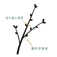 みかんの剪定はどうやるの 剪定方法と注意点まとめ くらしのマーケットマガジン