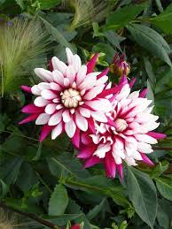 Garten Dahlie Blueten Garten Dahlie Dahlia X Hortensis Anfang September