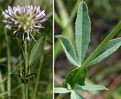 Image result for Trifolium squarrosum