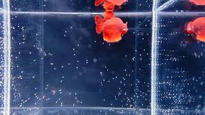 Api bettafix antibacterial & antifungal betta fish infection and fungus treatment also helps heal open wounds and tissue damaged by handling, netting and fighting, and it promotes rapid. Fire Bagan Api Betta Youtube