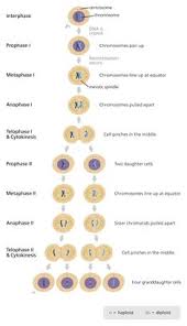 Mitosis and meiosis webquest objective: 190 Mitosis Meiosis Ideas Mitosis Meiosis Teaching Biology