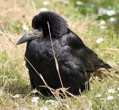 Big Black Bird With Black Beak Pin On Crows Ravens Corvidae