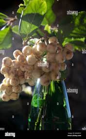 Image result for Curtisia dentata