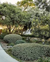 Image result for Lankesteria alba