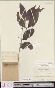 Image result for Clappertonia polyandra