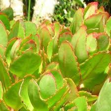 Image result for Kalanchoe crenata