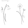 Snowdrop grey mold is a plant disease caused by a fungus called botrytis galanthina. 3