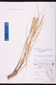Image result for Paspalidium geminatum