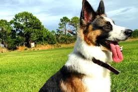 We did not find results for: How Rare Is The Panda German Shepherd Mix