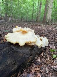 Image result for Dentinum repandum