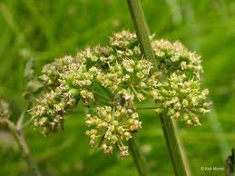 Image result for Oenanthe