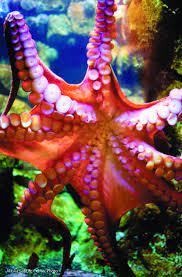 Giant Pacific Octopus At The Alaska Sealife Center Alaska Sealife Center Sealife Octopus