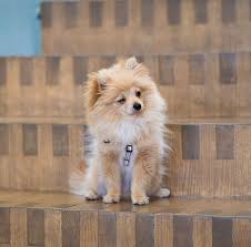 Young Doggie King Kong Da Savage Pom Paul Dog Cat Pictures Dog Lovers Cute Animals