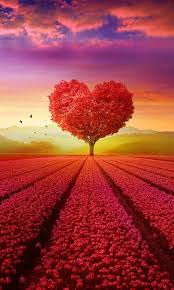 Heart Tree Field 4k Wallpaper For Iphone And 4k For Laptop Download Now For Free Hd Beautiful Flowers Wallpapers Romantic Wallpaper Iphone Backgrounds Nature