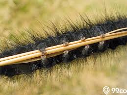 Pin di gambar kartun gambar ulat kartun, kartun, ulat, serangga png dan vektor fabel singkat tangan dicat ulat hijau gambar unduh gratis_imej 610859603_format. 7 Cara Mengusir Ulat Bulu Agar Tak Datang Lagi Ke Halaman Rumah