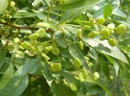 Image result for Searsia pyroides