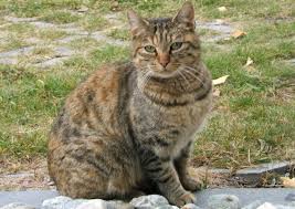 Malattie autoimmuni gatto cane sono causate da un'alterazione del sistema immunitario che attacca le sue stesse cellule sane. Covid Gatto Lavato Con La Candeggina Muore Poco Dopo Mantovauno It