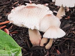 Image result for Heteromorpha sp. agg.