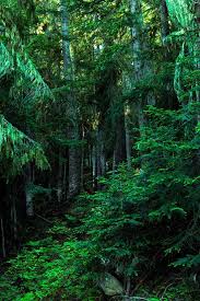 Emerald Forest By Krhphotography On Deviantart Forest Landscape Forest Landscape