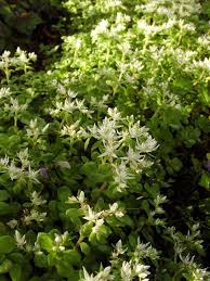 Image result for Sedum glomerifolium